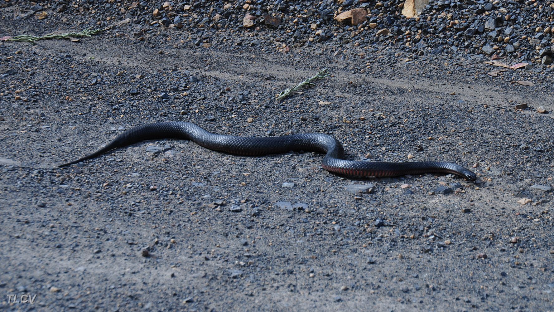 17-A High Country friend does some sun basking.JPG